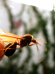 Guatemalan Sompopo Ants