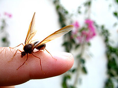 Sompopo: Giant Guatemalan Ant